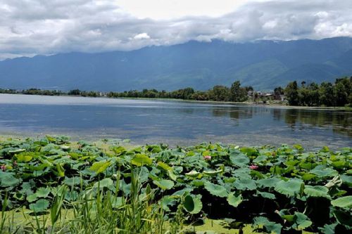 大理洱海邊的濕地風景（2019年8月10日攝）,。