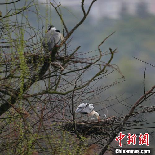 資料圖：貴陽蒼鷺筑巢忙,?！■暮陚?攝