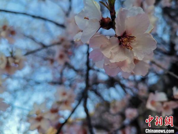 圖為林芝盛開的桃花,，2019年3月29日,，林芝第十七屆桃花旅游文化節(jié)在巴宜區(qū)開幕(資料圖),。　張偉 攝