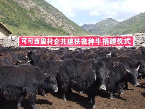 可可西里集團村企共建扶貧種牛捐贈儀式