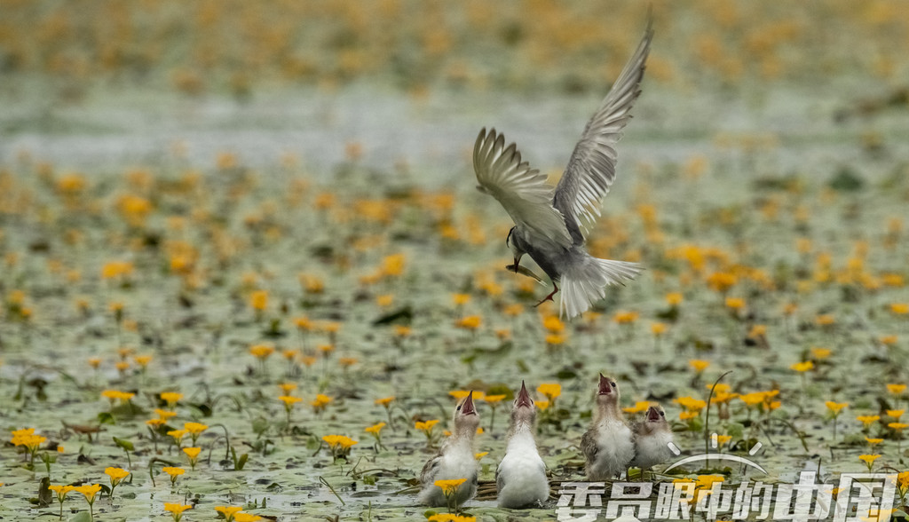 母愛(ài)如傘