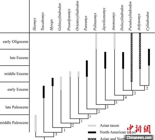 圓柱齒鼠類(lèi)系統(tǒng)發(fā)育分析,?？蒲袌F(tuán)隊(duì) 供圖
