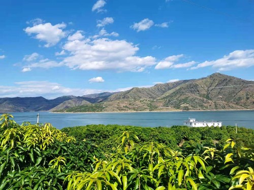 華坪境內(nèi)的芒果種植園區(qū),。人民政協(xié)網(wǎng)記者 付振強(qiáng) 攝