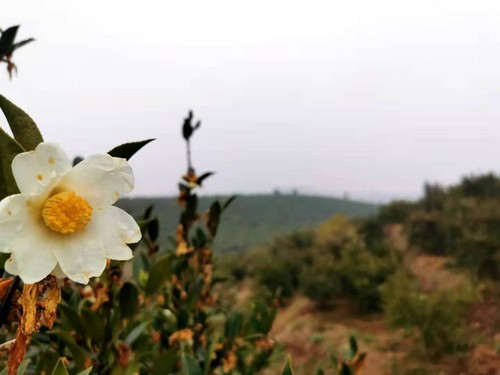 光山油茶產業(yè)正讓當?shù)剞r民實現(xiàn)就地就業(yè)、就地增收,、就地致富,。人民政協(xié)網(wǎng)記者付振強 攝