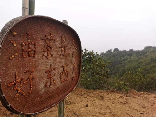 在商城縣白沙嶺萬畝油茶園,，一處指引牌上寫著“油茶是個好東西！”,。人民政協(xié)網(wǎng)記者付振強(qiáng) 攝