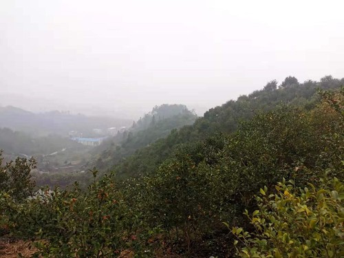 商城縣白沙嶺萬畝油茶園。人民政協(xié)網(wǎng)記者付振強(qiáng) 攝