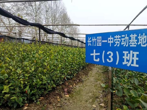 商城縣一處油茶良種繁育基地,，同時也是當(dāng)?shù)刂袑W(xué)的勞動基地。 人民政協(xié)網(wǎng)記者付振強(qiáng) 攝