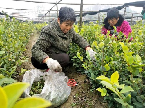 商城縣一處油茶良種繁育基地內(nèi),，附近農(nóng)戶實(shí)現(xiàn)家門口就業(yè)。人民政協(xié)網(wǎng)記者付振強(qiáng) 攝