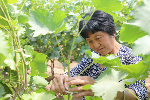 特色農(nóng)業(yè)助力鄉(xiāng)村振興(349207)-20210601091817