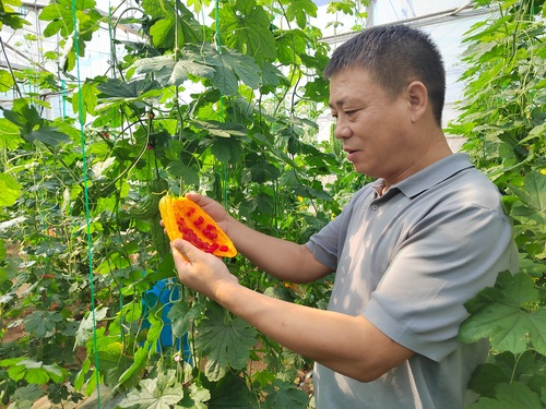 （1011）王國強(qiáng)：“菜園子”結(jié)出“致富(5485857)-20241011151033