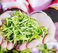 貴州正安：搶抓市場 白茶春茶正式開采