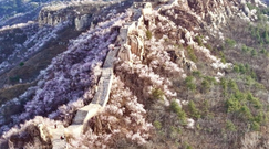 燕山之春：長城穿花海,，萬峰競斑斕