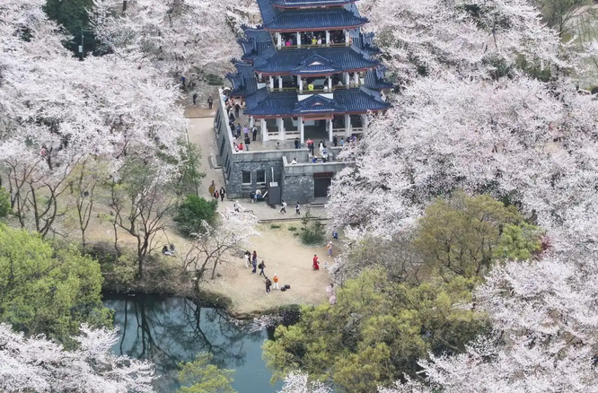賞花踏春正當(dāng)時,，“春日經(jīng)濟(jì)”別樣紅,！