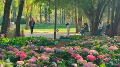 北京日壇公園現(xiàn)實版“莫奈花園”